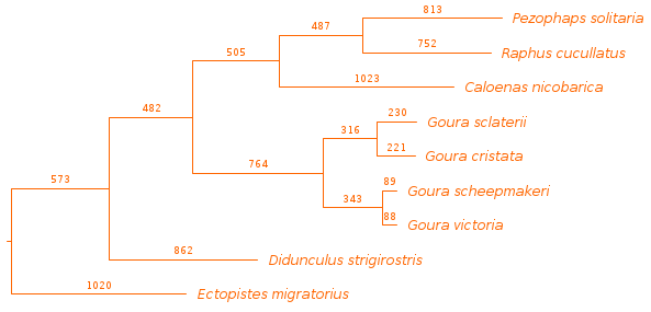 Mitogenome maximum parsimony tree